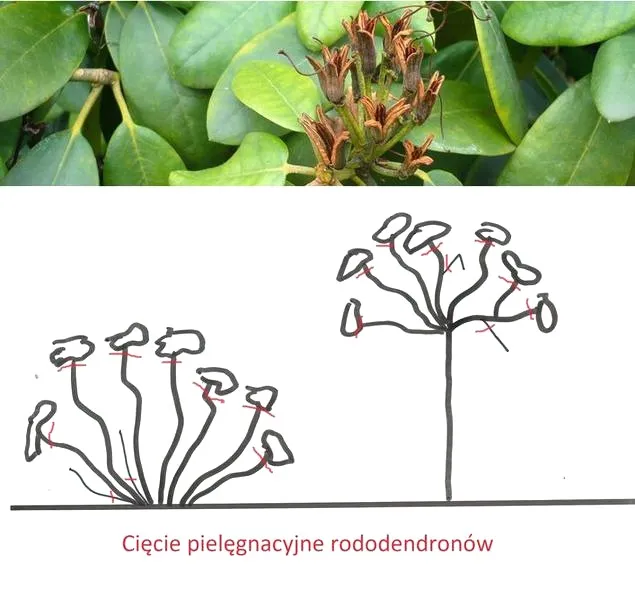 Przycinanie rododendronów: kiedy, jak i dlaczego? pełny poradnik krok po kroku